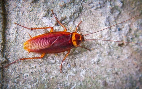 A cockroach