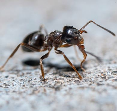 An ant