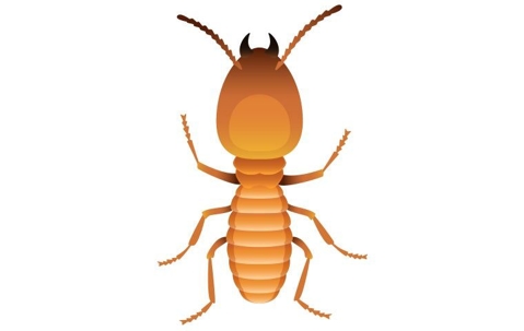 A termite