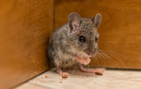 A mouse