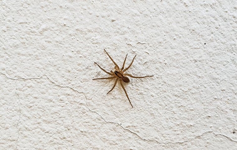 A spider