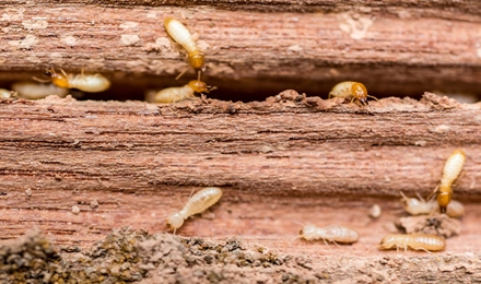 Wood Destroying Insects & Organisms